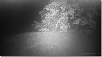 trail-cam fox Skull Valley AZ