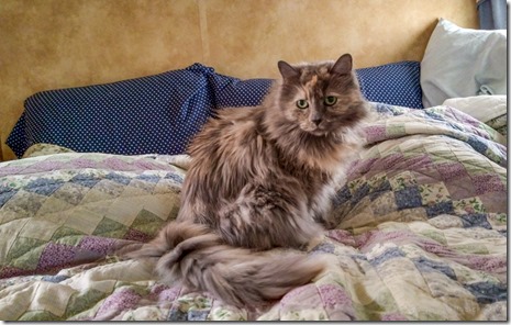 Sierra cat on bed Skull Valley AZ