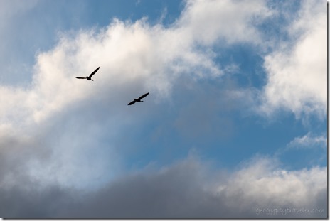 Geese flying clouds Gobles Michigan