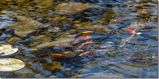 fish in pond Gobles Michigan