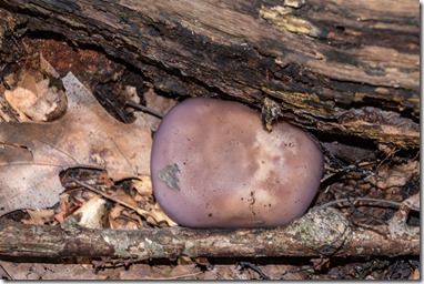 mushroom Gobles Michigan