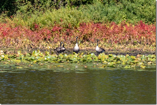 Geese fall trees shoreline Brandywine Lake Gobles Michigan