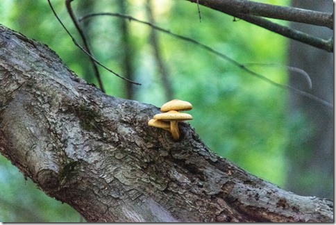 mushrooms on tree Gobles MI