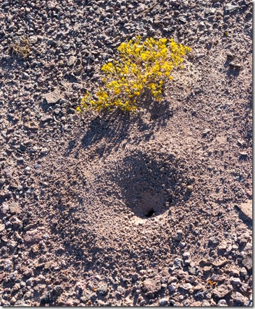ant hole & yellow flowers BLM Palm Canyon Rd Kofa NWR AZ