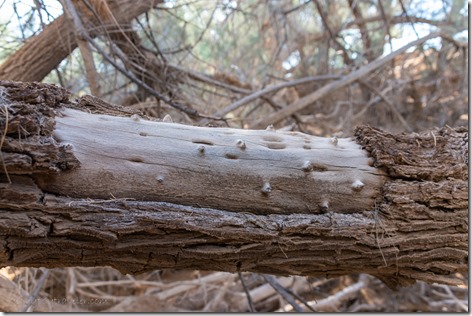 broken bark Tamarisk tree BLM-VFW camp Yuma AZ