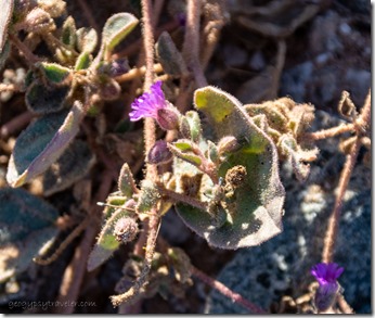 unidentified tiny purple flowers Tumco CA
