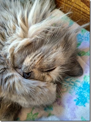 Sierra cat sleeping