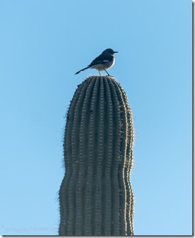 Cactus wren bird Saguaro King Rd BLM Kofa AZ