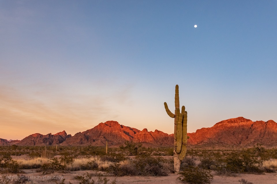 Tag: sonoran desert