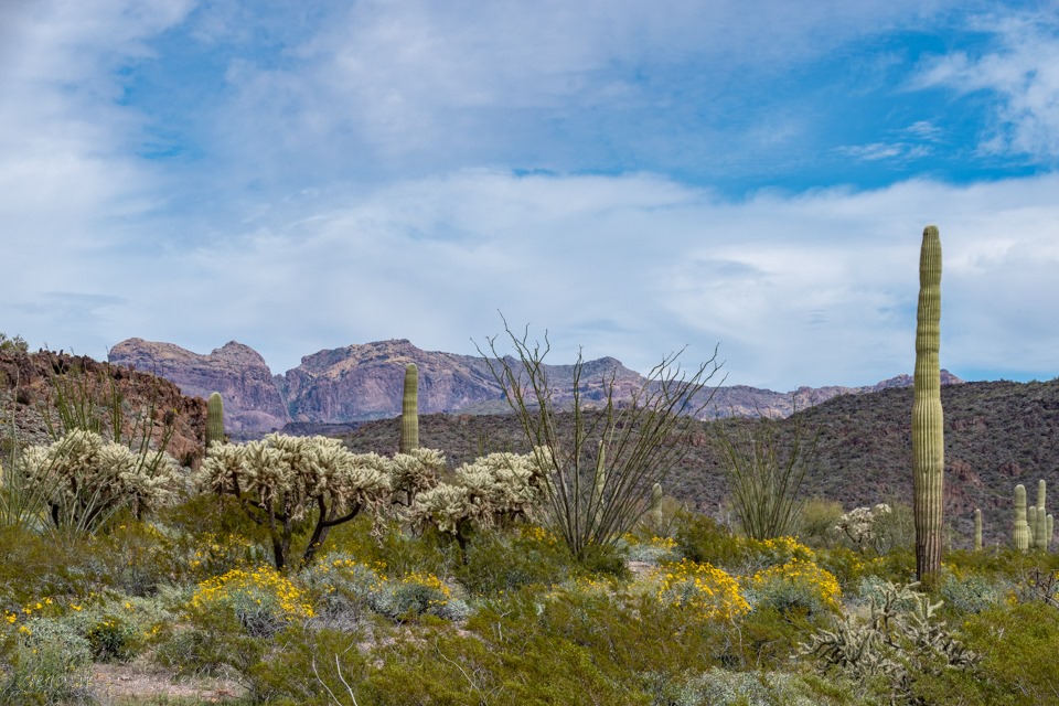 Birds - Organ Pipe Cactus National Monument (U.S. National Park Service)