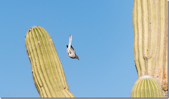 Northern Mockingbird in flight cactus King Rd BLM Kofa AZ