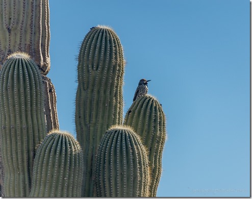 Common Flicker bird Saguaro King Rd BLM Kofa AZ