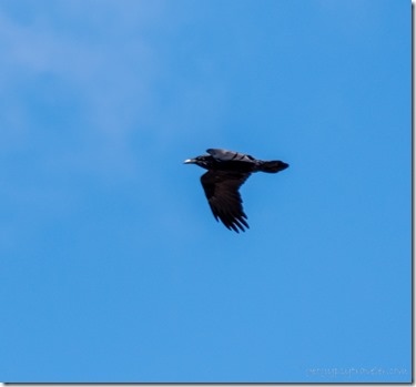 Raven bird King Rd BLM Kofa AZ