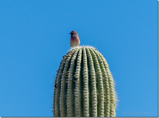 unidentified bird Saguaro King Rd BLM Kofa AZ