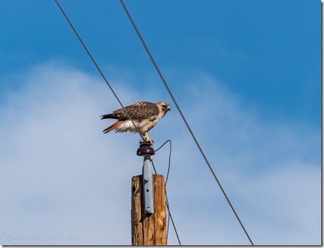 Redtailed hawk preparing for flight off pole N Puerto Blanco Dr ORPI NM AZ