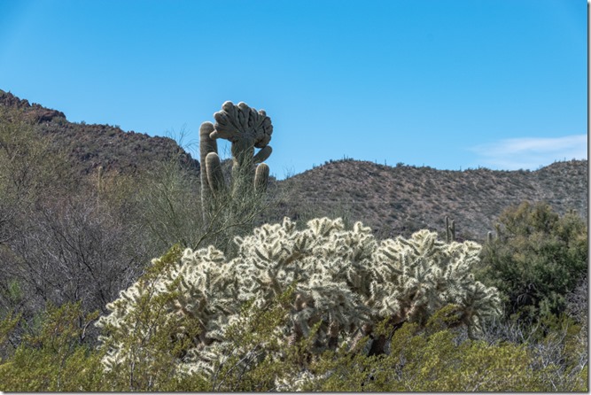 Cholla Saguaro cristate SR85 ORPI NM AZ
