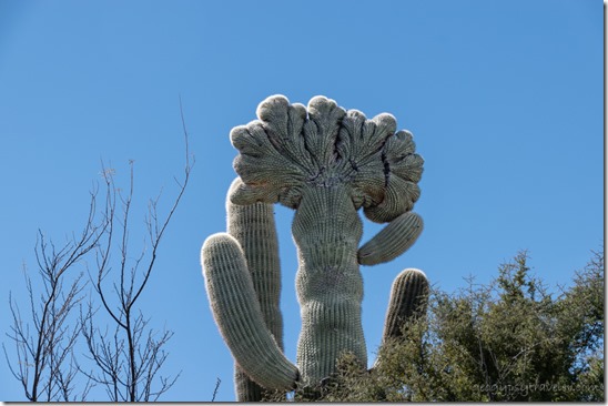 Saguaro cristate SR85 ORPI NM AZ