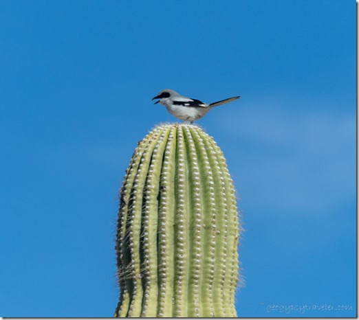 Loggerhead Shrike bird Saguaro King Rd BLM Kofa AZ