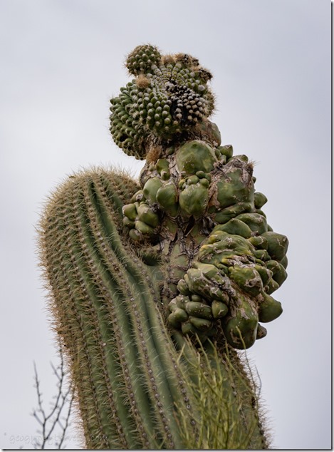 Saguaro glomerate Ajo Mt Lp ORPI NM AZ