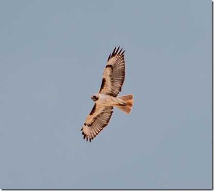Redtailed hawk bird Ajo Mt Lp ORPI NM AZ
