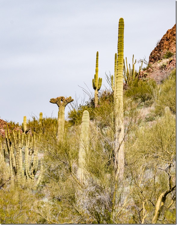 Saguaro crest Ajo Mt Lp ORPI NM AZ