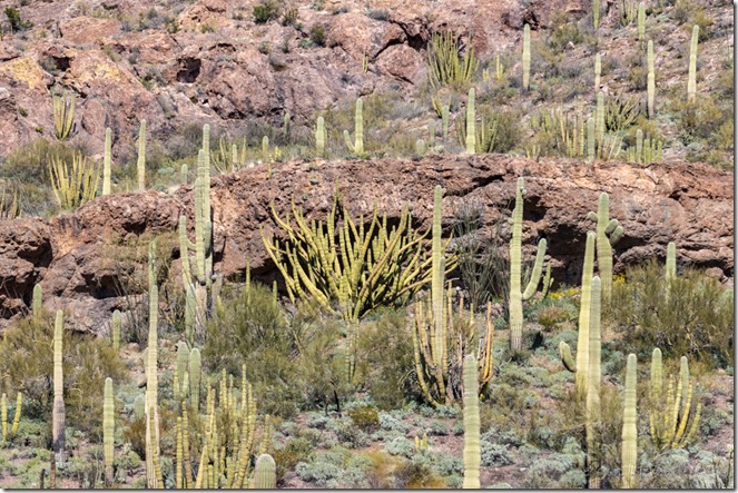 desert cactus ORPI NM AZ