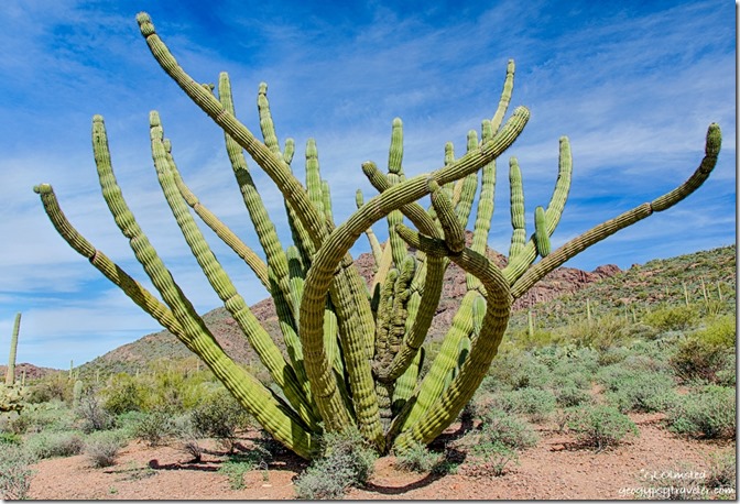 Crested Organ Pipe Cactus Ajo Mt Dr ORPI NM AZ