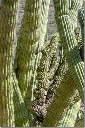 Sonoran desert crested organ pipe cactus Ajo Mt Rd ORPI NM AZ