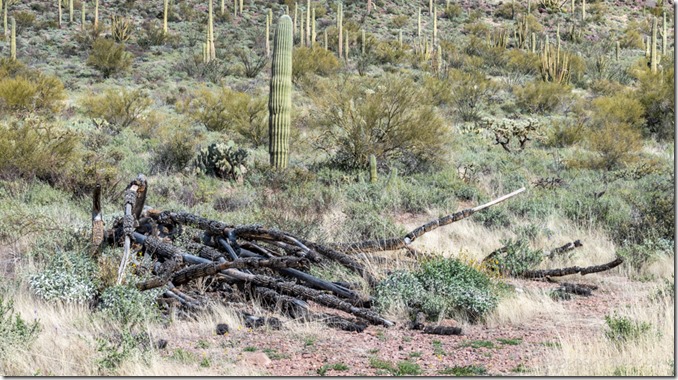 dead Organ Pipe Cactus with cristate Poppies at Organ Pipe Cactus NM AZ