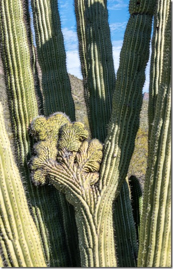 crest Organ Pipe cactus Ajo Mt Lp ORPI NM AZ
