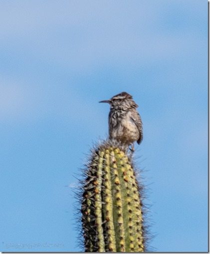 Cactus Wren bird ORPI NM AZ