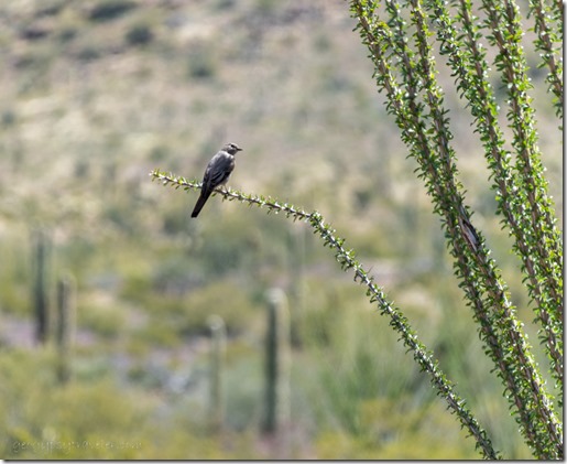 Mockingbird on Ocotillo desert Darby Well Rd BLM Ajo AZ