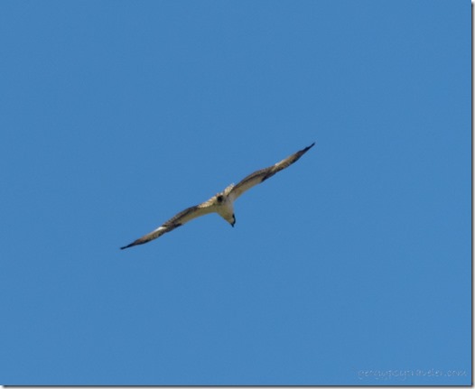 Osprey bird soaring Mittry Lake Yuma AZ
