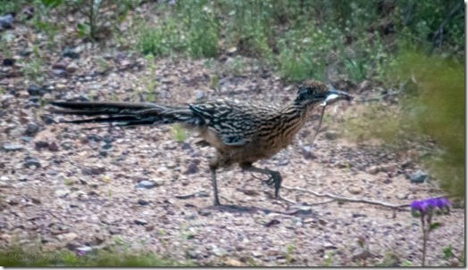 Roadrunner bird with lizard Darby Well Rd BLM Ajo AZ