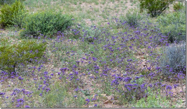 purple Phacelia flowers Darby Well Rd BLM Ajo AZ