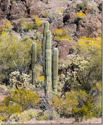 Saguaro desert yellow Brittlebush flowers Bates Well Rd BLM Why AZ