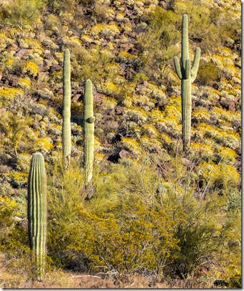 Saguaro desert yellow Brittlebush flowers Bates Well Rd BLM Why AZ