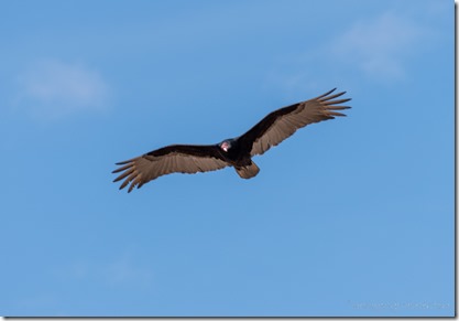 Turkey Vulture bird soaring Darby Well Rd BLM Ajo AZ