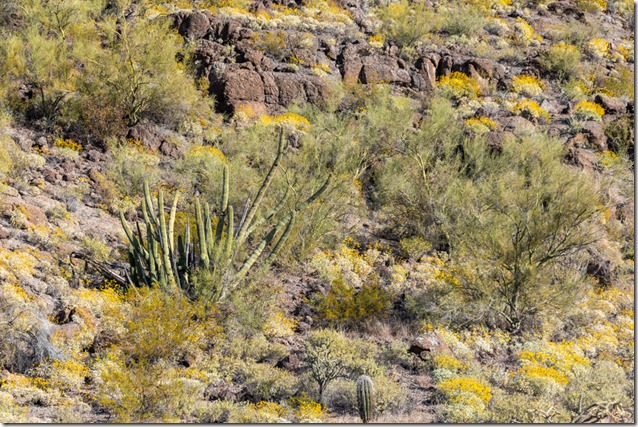 Organ Pipe Cactus desert yellow Brittlebush flowers Bates Well Rd BLM Why AZ