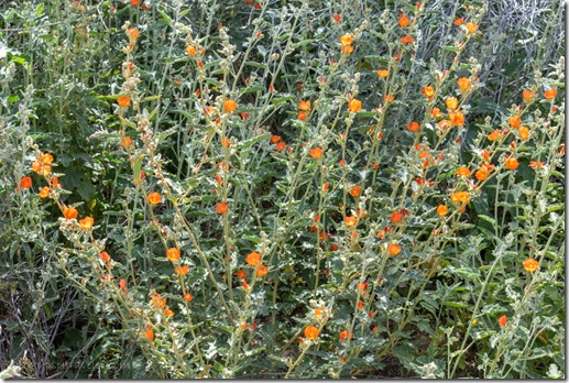 orange Globe Mallow flowers Bates Well Rd BLM Ajo AZ