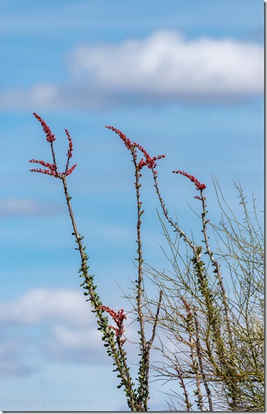 red Ocotillo flowers Darby Well Rd BLM Ajo AZ