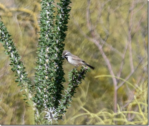 Blackthroated Sparrow bird Darby Well Rd BLM Ajo AZ