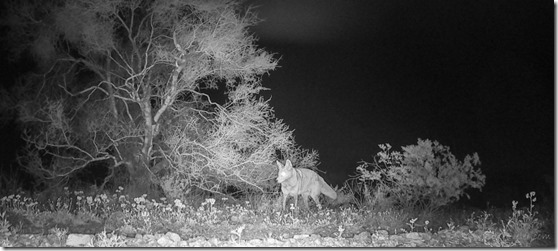 trail-cam coyote