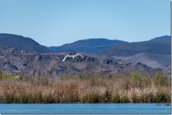 Egret bird in flight Mittry Lake Yuma AZ