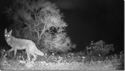 trail-cam coyote Darby Well Rd BLM Ajo AZ