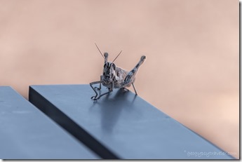grasshopper on table Bates Well Rd Why AZ