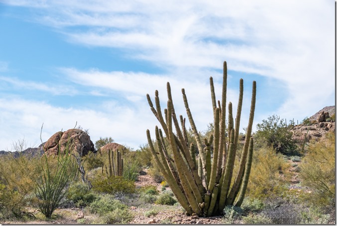 Organ Pipe Cactus desert Darby Well Rd BLM Ajo AZ