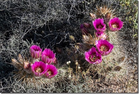 pink Pin Cushion Cactus flowers Darby Well Rd BLM Ajo AZ