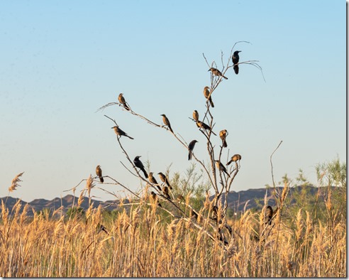 Great-tailed Grackle birds on tree Mittry Lake Yuma AZ