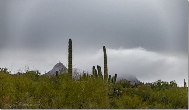 Saguaro desert mts low clouds Darby Well Rd BLM Ajo AZ